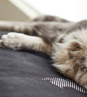 PADI modern catbed vit