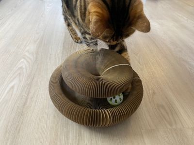 Kattleksak bollbana 1 Companion