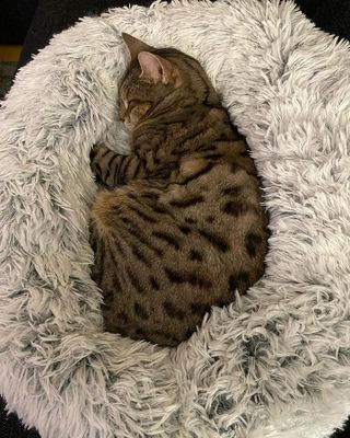 Harvey fluffsäng grå