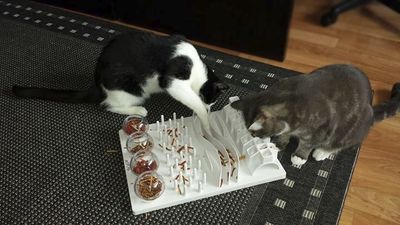 Cat Activity FunBoard (grå)
