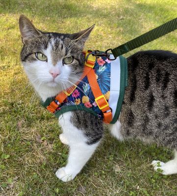 Travelcat kattsele med koppel Blommig