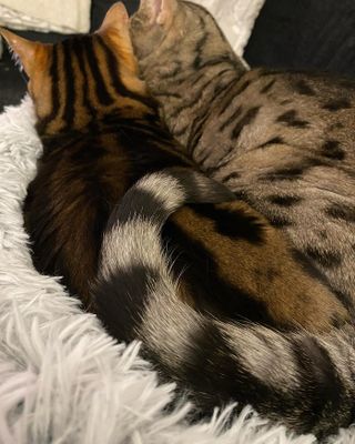 Harvey fluffsäng grå