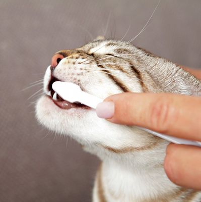 Tandvårds set för katt