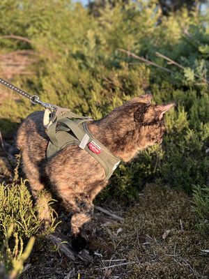 Curli Vest sele Clasp Air-Mesh Moss Green