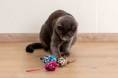 Kattleksak leopardmus