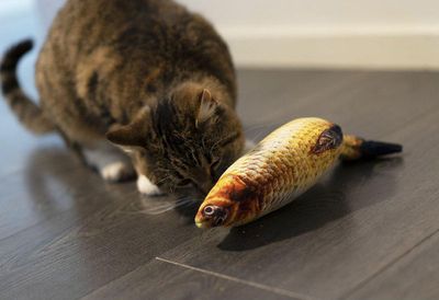 Sprattlande FISK GRÄSKARP