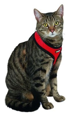 Active Harness röd, med koppel