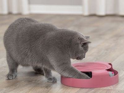 Cat Activity Catch The Mouse Berry