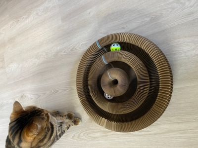 Kattleksak bollbana 2 Companion