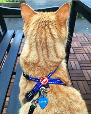 Ezydog kattsele blå, med bilbältes-hållare XXS