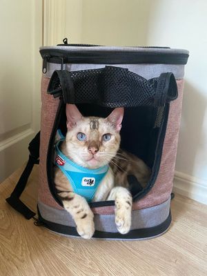 Ryggsäck Plata för katt och hund (vinröd)