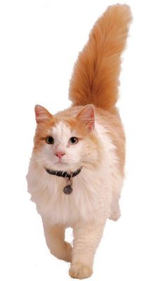 Kattlucka Petsafe "magnet-nyckel" med katthalsband