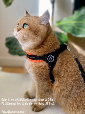 Kattsele Tre Ponti Justerbar mesh Neongul strl 1