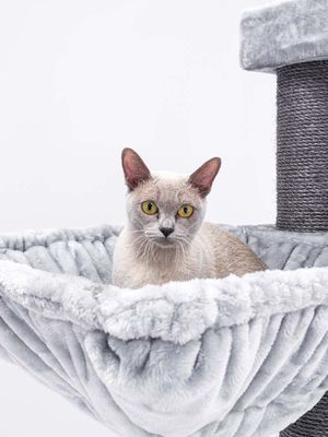 PetRebels hängmatta square XL Royal Grey