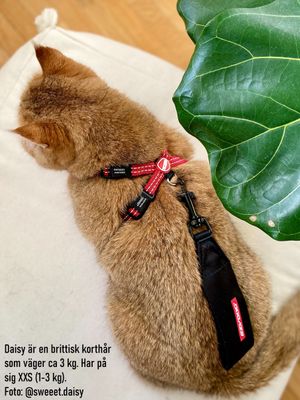 Ezydog kattsele röd, med bilbältes-hållare XXS