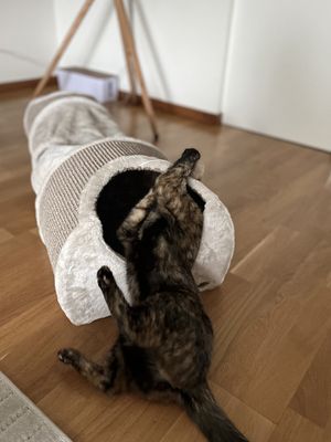 Lektunnel med klösdel 110 cm