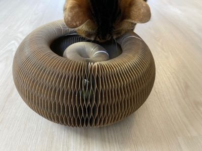 Kattleksak bollbana 1 Companion