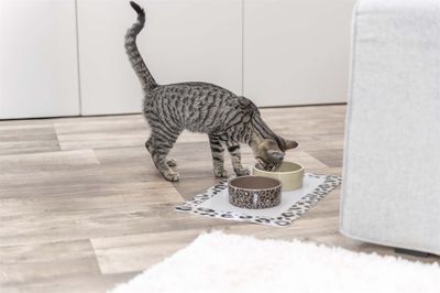 Matskålsunderlägg Leopard, med bård