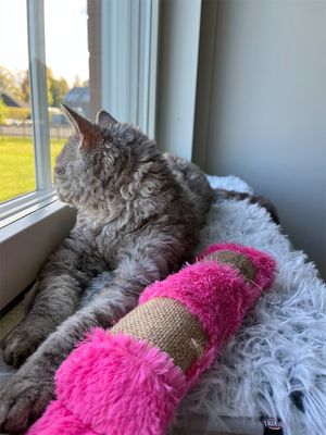"Kickeroo" med kattmynta lurvig
