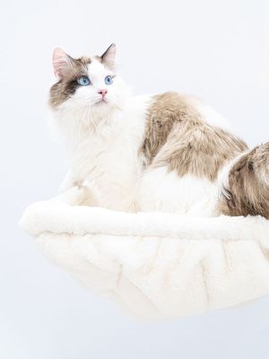 PetRebels hängmatta square XL Royal Cream