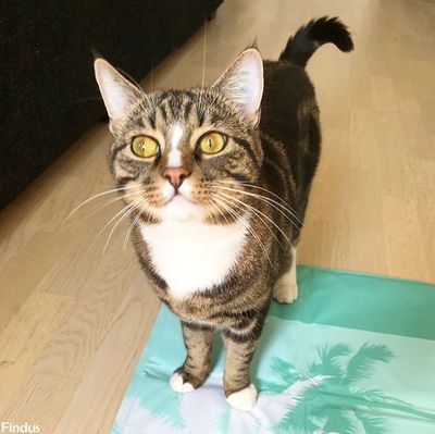 Kyldyna turkos (2 storlekar)