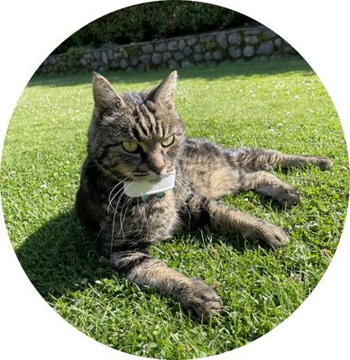 GPS för katt och hund Pro 4G