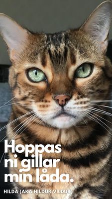 Hildas favoritlåda