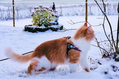 Kattsele Tre Ponti Camouflage Justerbar