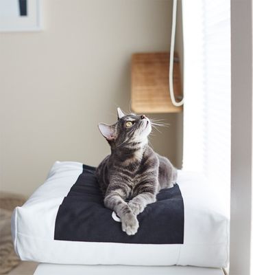 PADI modern catbed vit