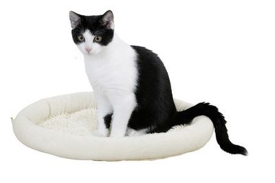 Kattsäng moppy gräddvit