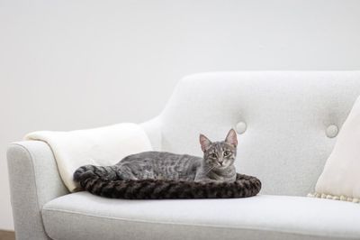 Kattbädd cosy brun