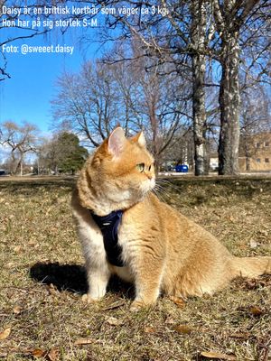 Kattsele med koppel Mesh Blå S-M