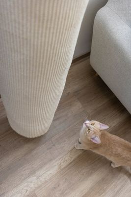 Cat scratching climber MINI