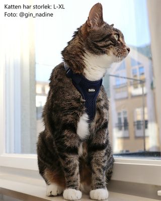 Kattsele med koppel Mesh Blå S-M