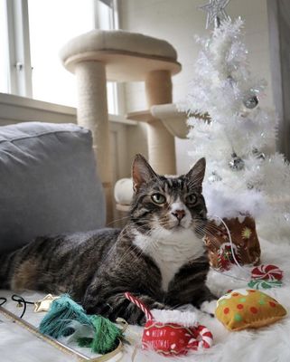 Kattleksak jul Tassel Tree