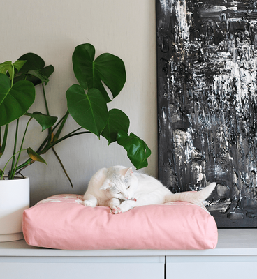 PADI modern catbed rose