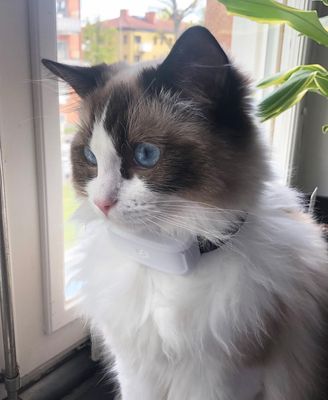 GPS för katt och hund mini TK-911