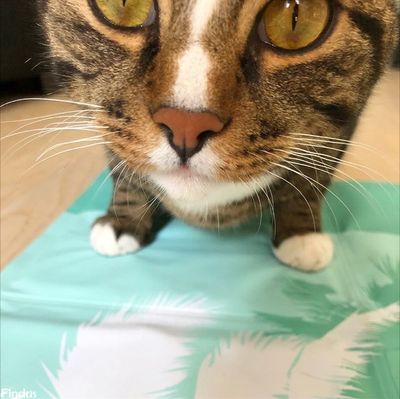 Kyldyna turkos (2 storlekar)