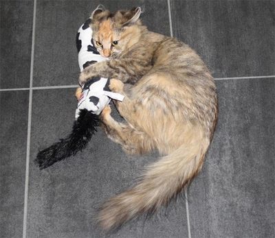 Kickeroo Cow, Giraff och Tiger