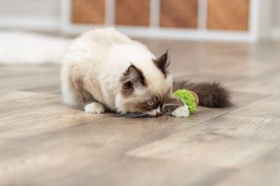 Kattleksak Matatabi lolly XXL, foto med katt