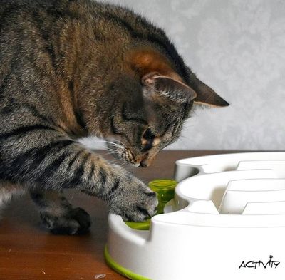 Cat activity Slide & Feed