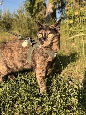 Curli Vest sele Clasp Air-Mesh Moss Green