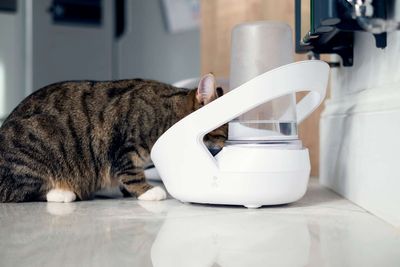 Vattenfontän Felaqua Connect