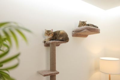 Klättervägg katt Monte Alpi