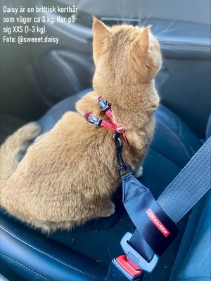 Ezydog fäste bilbälte för kattsele / hundsele