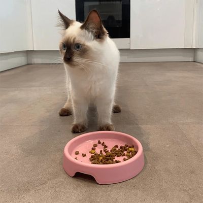 Kattmatskål Beco Steady Rosa