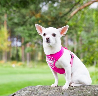 Rukka Comfort Flash Harness Pink XS