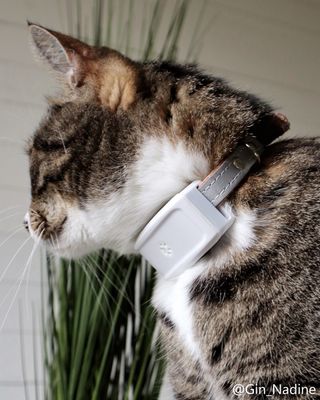 GPS för katt och hund mini TK-911