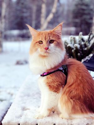 Kattsele Tre Ponti Camouflage Justerbar Rosa