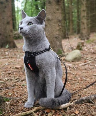 Ezydog kattsele svart, med bilbältes-hållare XXS